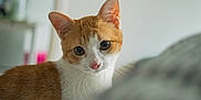 Guillaume a rejoint le concours — aidez-le/la à gagner de superbes lots ! cat, orange_cat, white_cat, pet, indoor, curious, feline, animal, whiskers, ears, closeup, blurred_foreground, soft_light, domestic_cat, cute, young_cat, looking, portrait, household, cozy