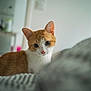 cat, orange_cat, white_cat, pet, indoor, curious, feline, animal, whiskers, ears, closeup, blurred_foreground, soft_light, domestic_cat, cute, young_cat, looking, portrait, household, cozy