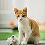 Guillaume a rejoint le concours — aidez-le/la à gagner de superbes lots ! cat, kitten, orange_and_white, toy, sheep_toy, animal, pet, indoor, floor, curious, sitting, young_cat, cute, whiskers, ears, paws, portrait, feline, domestic_cat, playful