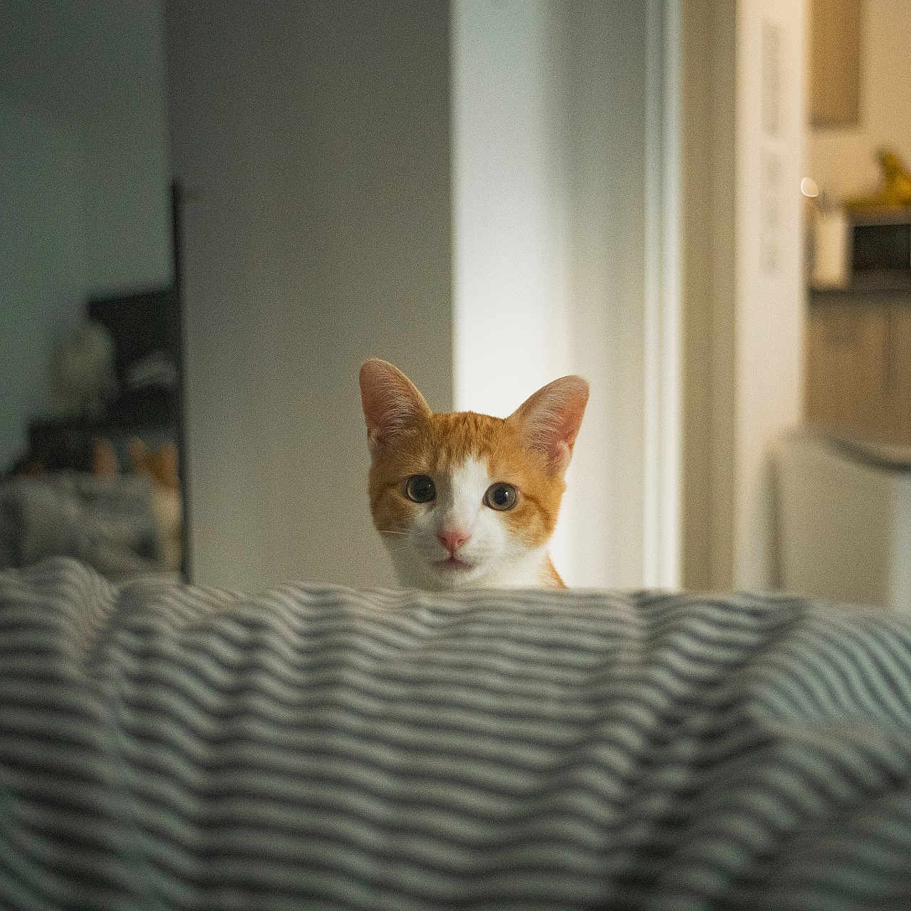 Guillaume participe au concours pour gagner de l'argent avec cette photo : bedroom, blurred_background, cat, cozy, curious, ears, eyes, feline, floor, home, indoor, kitchen, mirror, orange_cat, pet, reflection, soft_light, striped_blanket, wall, white_cat