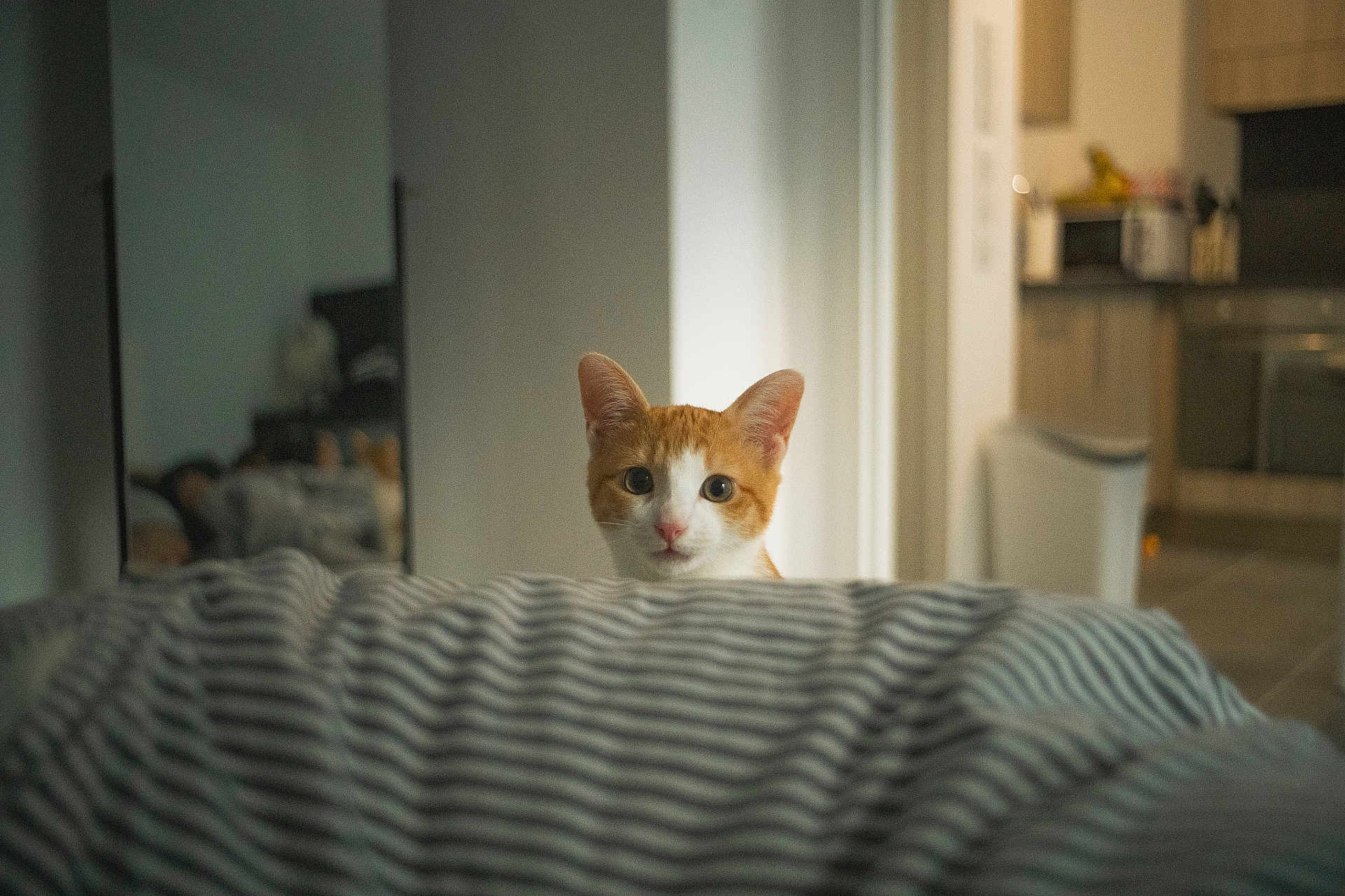 Guillaume participe au concours pour gagner de l'argent avec cette photo : cat, orange_cat, white_cat, striped_blanket, bedroom, indoor, curious, pet, feline, ears, eyes, home, cozy, soft_light, blurred_background, kitchen, floor, wall, mirror, reflection