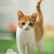 Guillaume a rejoint le concours — aidez-le/la à gagner de superbes lots ! kitten, cat, pet, animal, orange_and_white, toy, playful, curious, indoor, close_up, whiskers, tail_up, feline, young, cute, soft_focus, floor, domestic, fur, walking