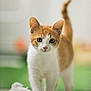 kitten, cat, pet, animal, orange_and_white, toy, playful, curious, indoor, close_up, whiskers, tail_up, feline, young, cute, soft_focus, floor, domestic, fur, walking