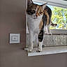 Tina a rejoint le concours — aidez-le/la à gagner de superbes lots ! cat, calico_cat, feline, pet, animal, standing, windowsill, window, indoor, home, radiator, white_paws, multicolored_fur, orange_fur, black_fur, green_eyes, whiskers, portrait, sunlight, nature