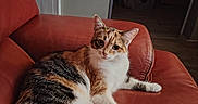Tina a rejoint le concours — aidez-le/la à gagner de superbes lots ! cat, calico_cat, pet, animal, feline, portrait, sitting, lounging, red_chair, leather, indoors, living_room, fur, whiskers, ears, eyes, paws, relaxed, cute, photography