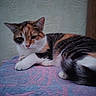 Tina a rejoint le concours — aidez-le/la à gagner de superbes lots ! cat, calico_cat, pet, animal, feline, white_paws, orange_fur, black_fur, lying_down, relaxed, sleepy, staring, whiskers, ears, indoors, blanket, patterned_blanket, textured_wall, wood, portrait