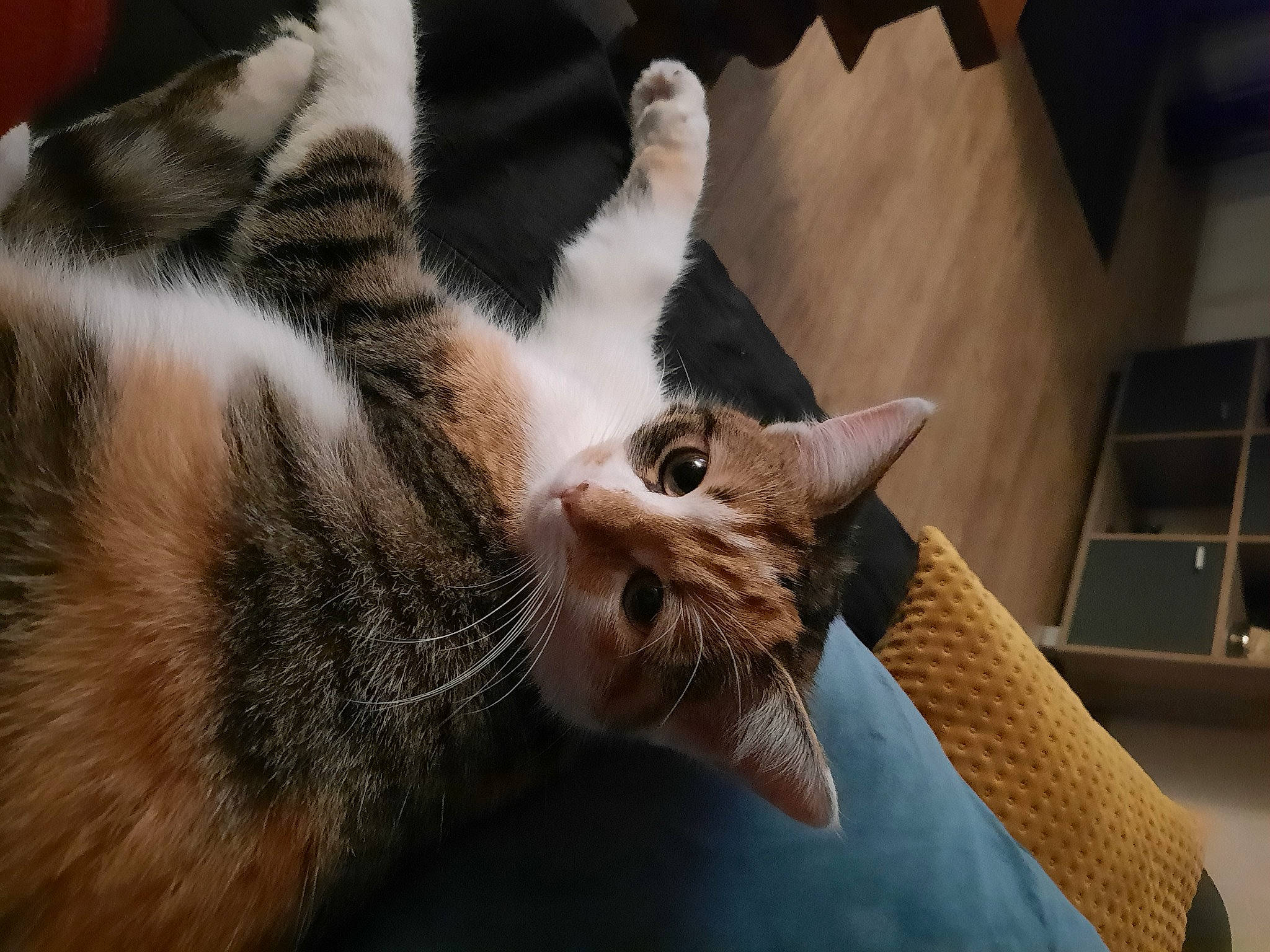 Tina a rejoint le concours — aidez-le/la à gagner de superbes lots ! carnivore, cat, cat_bed, cat_supply, claw, comfort, domestic_short_haired_cat, fang, fawn, felidae, fur, paw, small_to_medium_sized_cats, snout, tail, terrestrial_animal, whiskers, wildlife, window