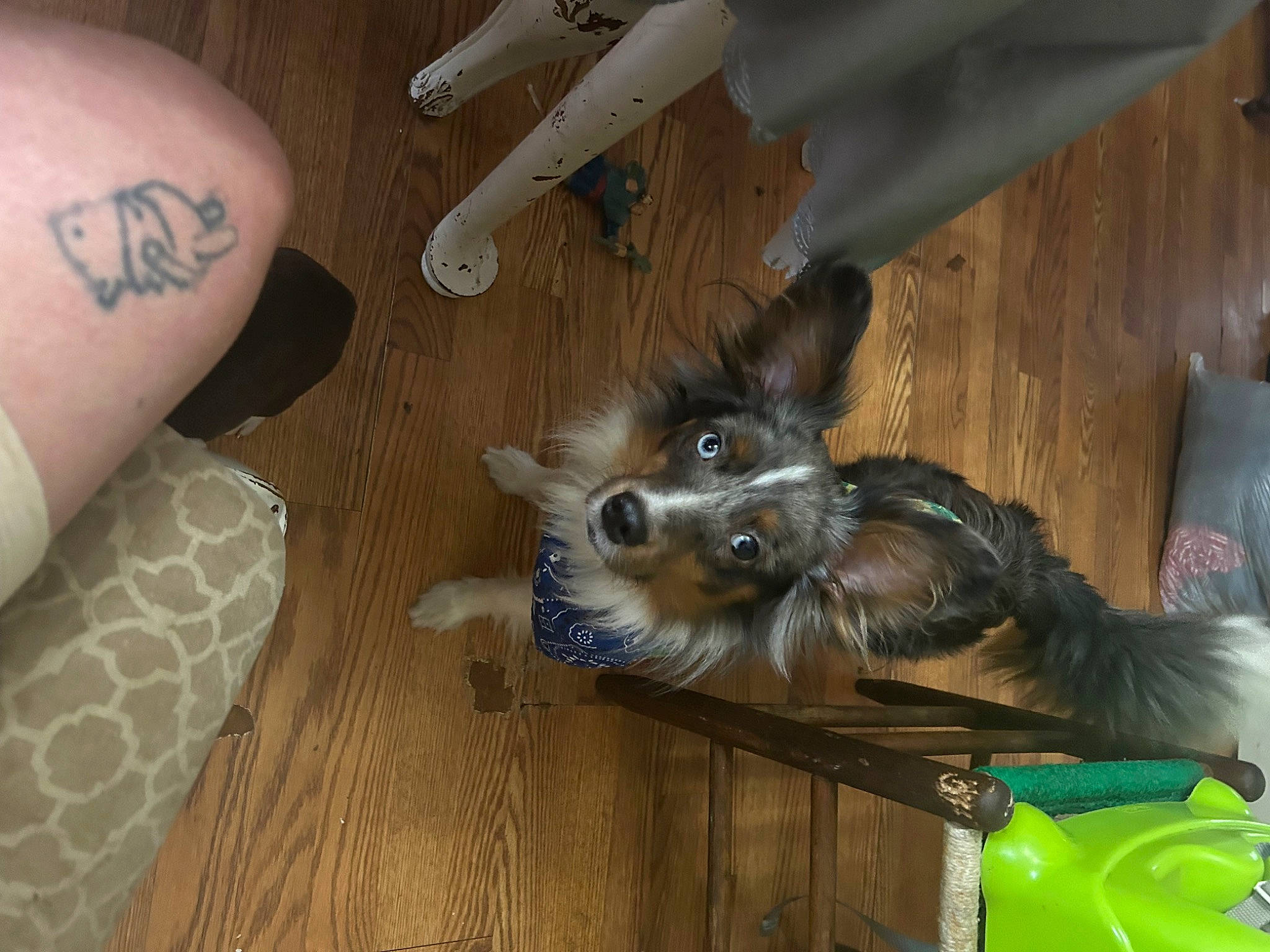 Oreo joined the competition — help win amazing prizes! carnivore, companion_dog, dog, dog_breed, dog_supply, fawn, felidae, fur, gesture, hardwood, human_leg, pet_supply, snout, sporting_group, temporary_tattoo, toy_dog, whiskers, wood, working_animal, wrist