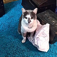 Lb Russell Finch joined the competition — help win amazing prizes! cat, gray_and_white, indoor, blue_carpet, paper, furniture, wood_floor, box, pet, curious, sitting, shag_rug, domestic, animal, eyes, ears, whiskers, floor, home, looking
