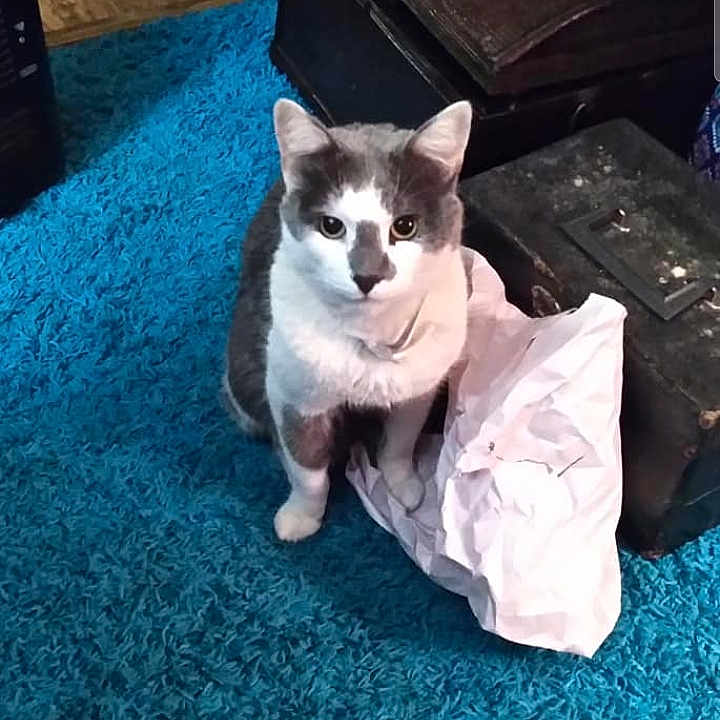 Lb Russell Finch joined the competition — help win amazing prizes! animal, blue_carpet, box, cat, curious, domestic, ears, eyes, floor, furniture, gray_and_white, home, indoor, looking, paper, pet, shag_rug, sitting, whiskers, wood_floor