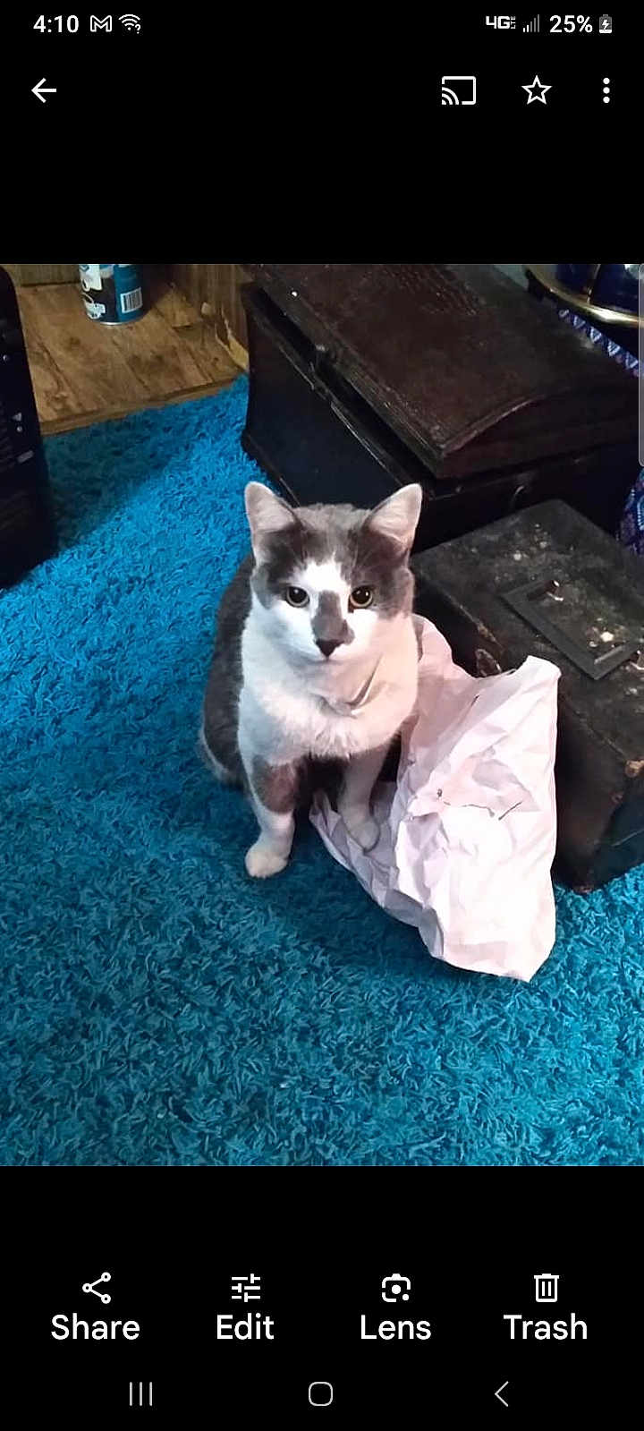 Lb Russell Finch joined the competition — help win amazing prizes! cat, gray_and_white, indoor, blue_carpet, paper, furniture, wood_floor, box, pet, curious, sitting, shag_rug, domestic, animal, eyes, ears, whiskers, floor, home, looking