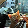 Anakin is registered to the contest to win money with this photo: cat, kitten, orange_cat, ginger_cat, animal, pet, open_mouth, meowing, sitting, backpack, bag, hand, car, window, rain, city, urban, sunlight, portrait, outdoor