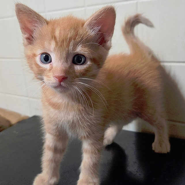 Anakin is registered to the contest to win money with this photo: kitten, cat, orange_tabby, standing, blue_eyes, whiskers, pointed_ears, curled_tail, fur, animal, pet, portrait, close_up, indoor, tile_wall, black_surface, cute, alert, four_legs, photography