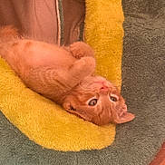 Anakin joined the competition — help win amazing prizes! cat, ginger_cat, orange_cat, pet, animal, feline, lying_down, upside_down, relaxed, sleepy, cozy, plush_bed, yellow_bed, gray_background, indoor, portrait, whiskers, ears, green_eyes, fur