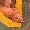 cat, ginger_cat, orange_cat, pet, animal, feline, lying_down, upside_down, relaxed, sleepy, cozy, plush_bed, yellow_bed, gray_background, indoor, portrait, whiskers, ears, green_eyes, fur