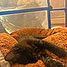 cat, black_cat, sleeping, sleepy, lying_down, stretched_out, fur, whiskers, ears, paws, tail, blanket, orange_blanket, cozy, indoor, pet, animal, enclosure, warm_lighting, relaxed