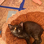 Ripley joined the competition — help win amazing prizes! kitten, cat, black_cat, tortoiseshell, animal, pet, lying_down, resting, fluffy_blanket, brown_blanket, blue_eyes, ears, whiskers, indoor, floor, tiled_floor, towels, cup, cozy, portrait