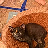 kitten, cat, black_cat, tortoiseshell, animal, pet, lying_down, resting, fluffy_blanket, brown_blanket, blue_eyes, ears, whiskers, indoor, floor, tiled_floor, towels, cup, cozy, portrait