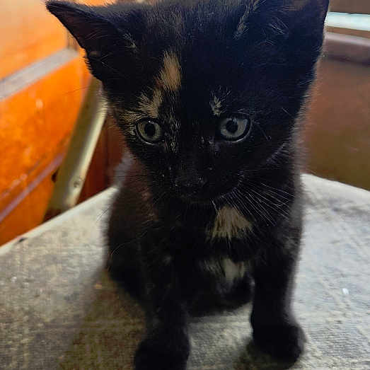 Ripley