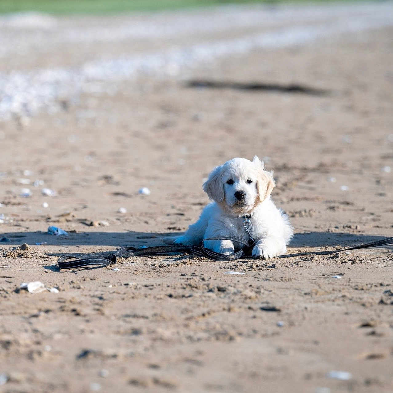 Arrow participe au concours pour gagner de l'argent avec cette photo : accessories, animal, beach, canine, coast, dog, eskimodog, goldenretriever, hound, labradorretriever, leash, nature, outdoors, pet, puppy, sea, shoreline, soil, water, whitedog