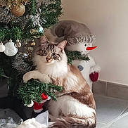 Plume a rejoint le concours — aidez-le/la à gagner de superbes lots ! animal, blue_eyes, cat, christmas_ornaments, christmas_tree, curious, cute, decoration, festive, floor, fluffy, fur, greenery, holiday, home, indoor, pet, playful, snowman, toy