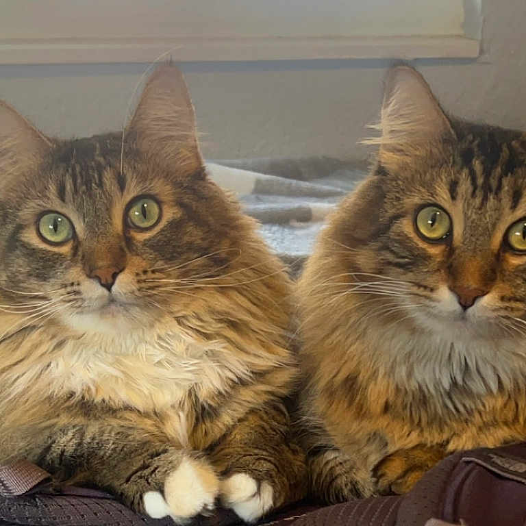 Jinx And Jasper is registered to the contest to win money with this photo: abyssinian, angora, animal, bed, blanket, brasssection, cat, couch, cushion, egyptiancat, furniture, homedecor, horn, indoors, kitten, manx, musicalinstrument, person, pet, sleeping