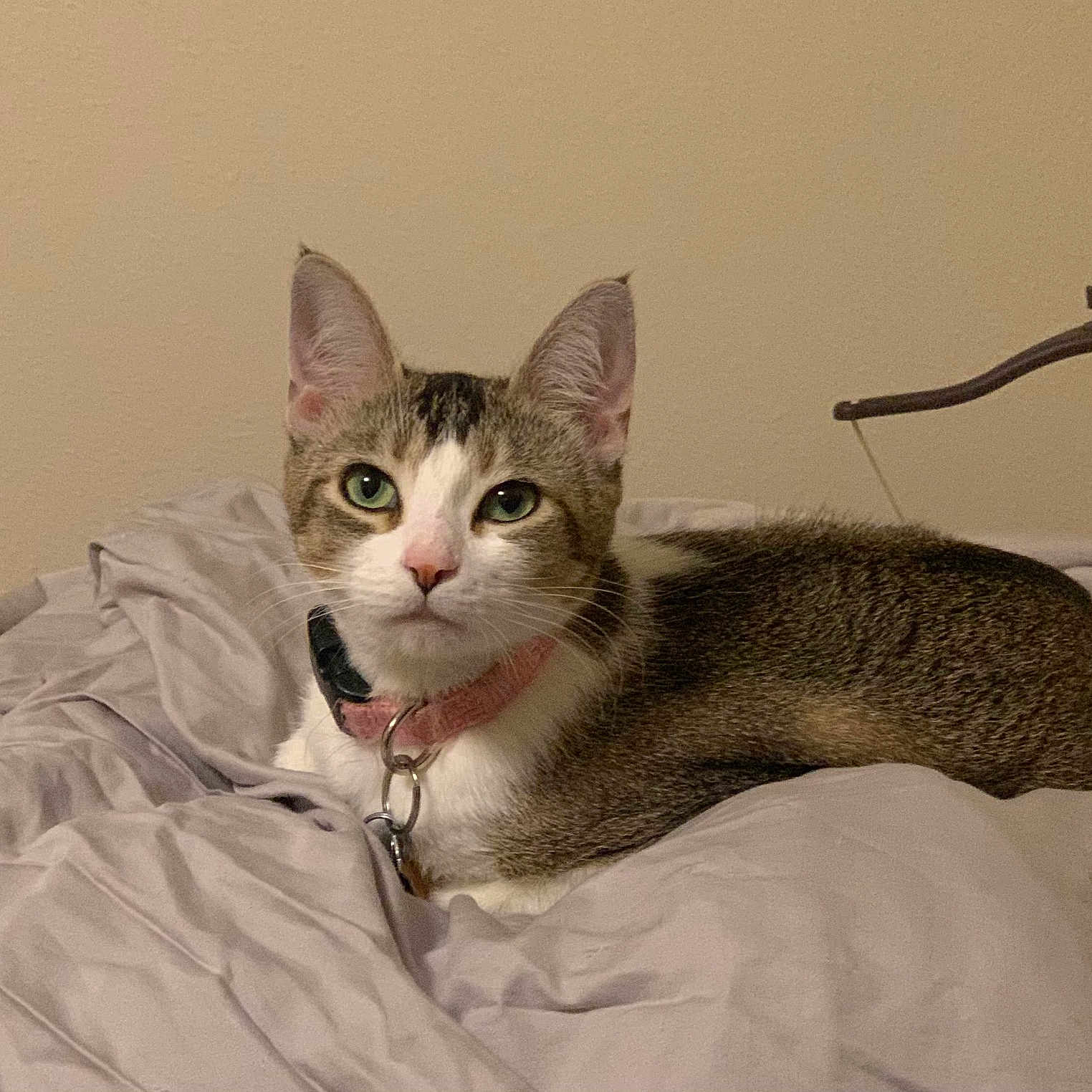 Shiloh joined the competition — help win amazing prizes! abyssinian, accessories, animal, bed, bedroom, blanket, cat, furniture, indoors, kitten, manx, pet, quilt, room, strap