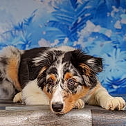 Mazekeen participe au concours pour gagner de l'argent avec cette photo : animal, blue_background, canine, closeup, cute, dog, ears, expression, eyes, floor, fluffy, furry, indoor, lying_down, nose, pet, portrait, puppy, resting, tricolor