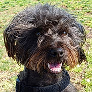 Watson is registered to the contest to win money with this photo: animal, canine, closeup, collar, cute, dog, ears, friendly, fur, grass, happy, muzzle, nature, outdoor, pet, playful, portrait, smiling, sunlight, tongue