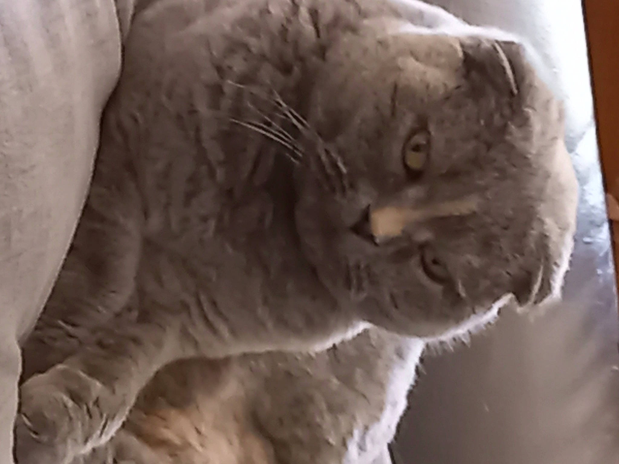 Emmy a rejoint le concours — aidez-le/la à gagner de superbes lots ! art, event, feather, felidae, fur, jaw, monochrome, monochrome_photography, sculpture, sky, smoke, snout, whiskers, wrinkle