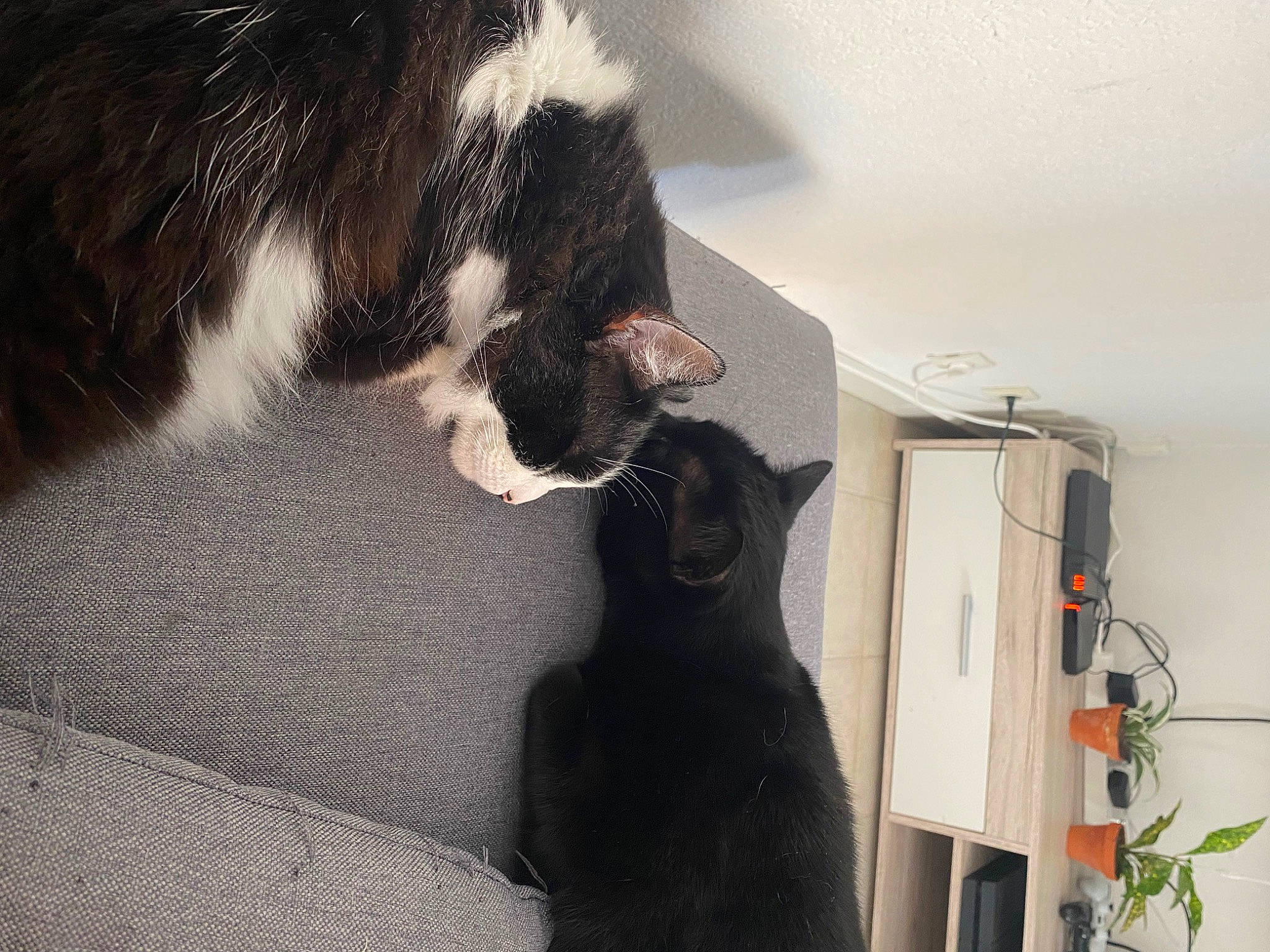 Ticca participe au concours pour gagner de l'argent avec cette photo : canidae, carnivore, cat, claw, comfort, dog_breed, domestic_short_haired_cat, felidae, flooring, flower, fur, houseplant, paw, plant, room, shadow, small_to_medium_sized_cats, sporting_group, tail, whiskers