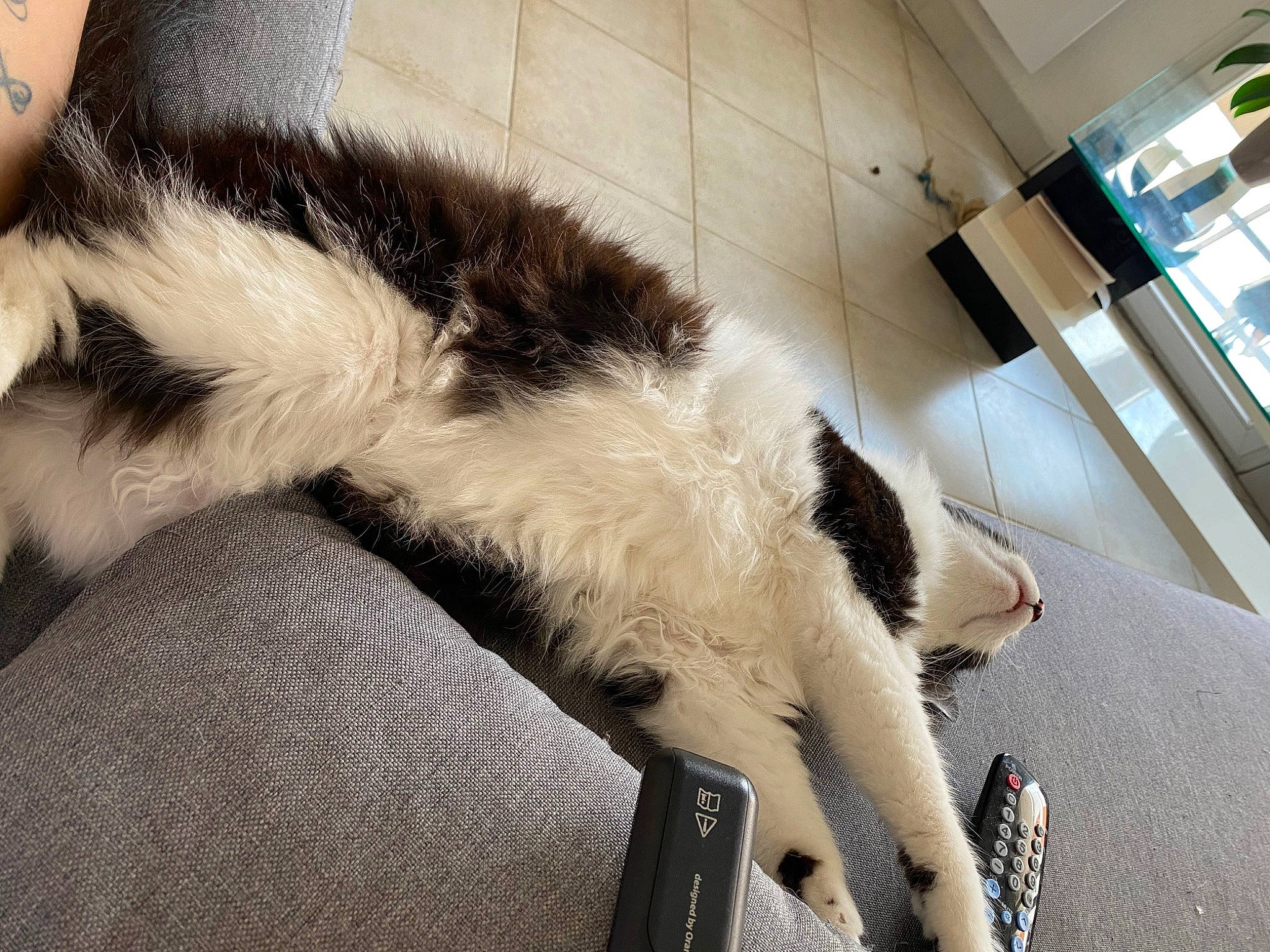 Ticca a rejoint le concours — aidez-le/la à gagner de superbes lots ! canidae, carnivore, cat, claw, comfort, companion_dog, dog_breed, felidae, foot, fur, houseplant, human_leg, natural_material, paw, plant, small_to_medium_sized_cats, snout, sporting_group, tail, whiskers