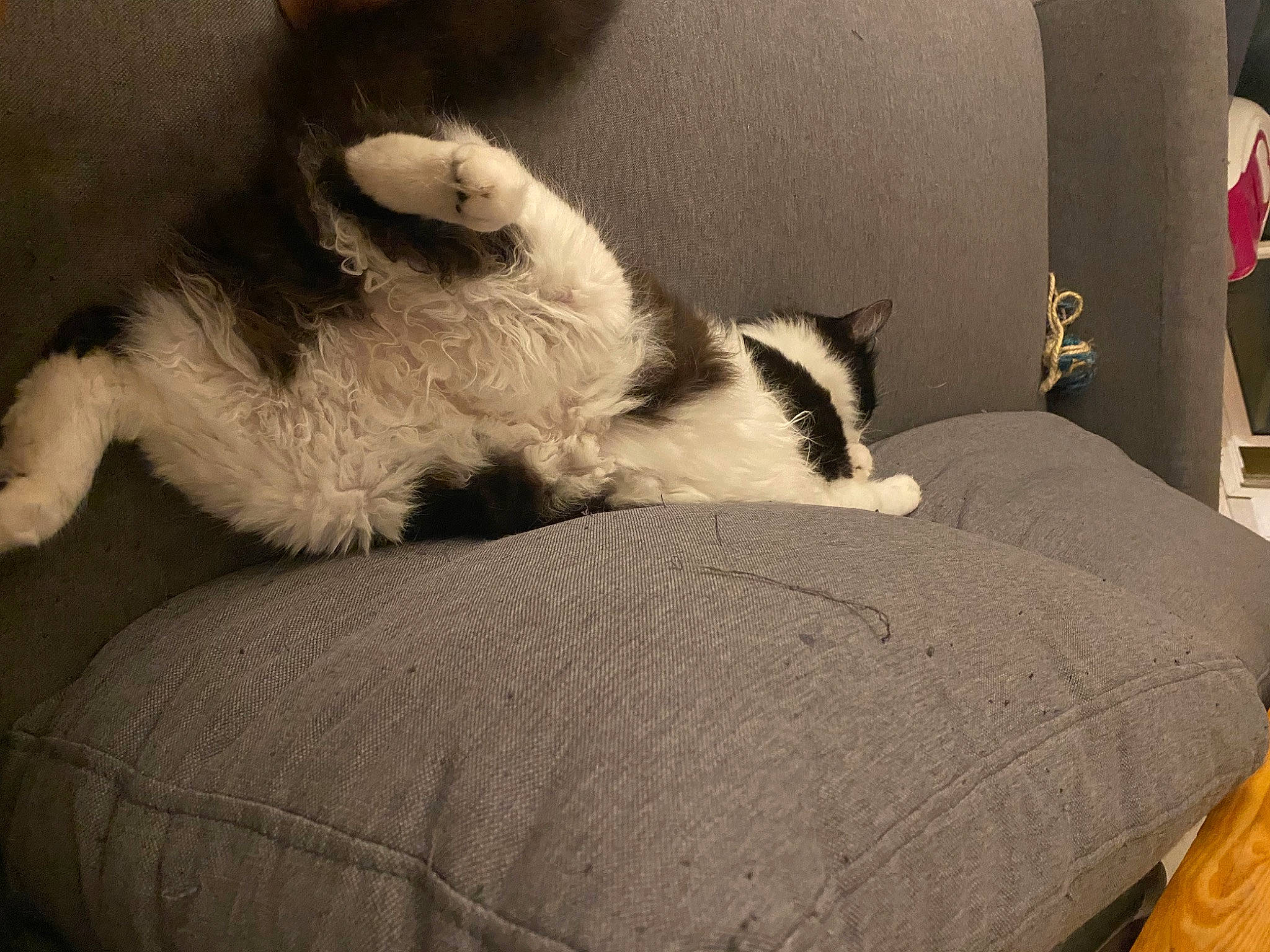 Ticca a rejoint le concours — aidez-le/la à gagner de superbes lots ! canidae, carnivore, cat, chair, comfort, companion_dog, couch, dog_breed, domestic_short_haired_cat, felidae, fur, grey, hardwood, linens, living_room, room, small_to_medium_sized_cats, sporting_group, tail, whiskers