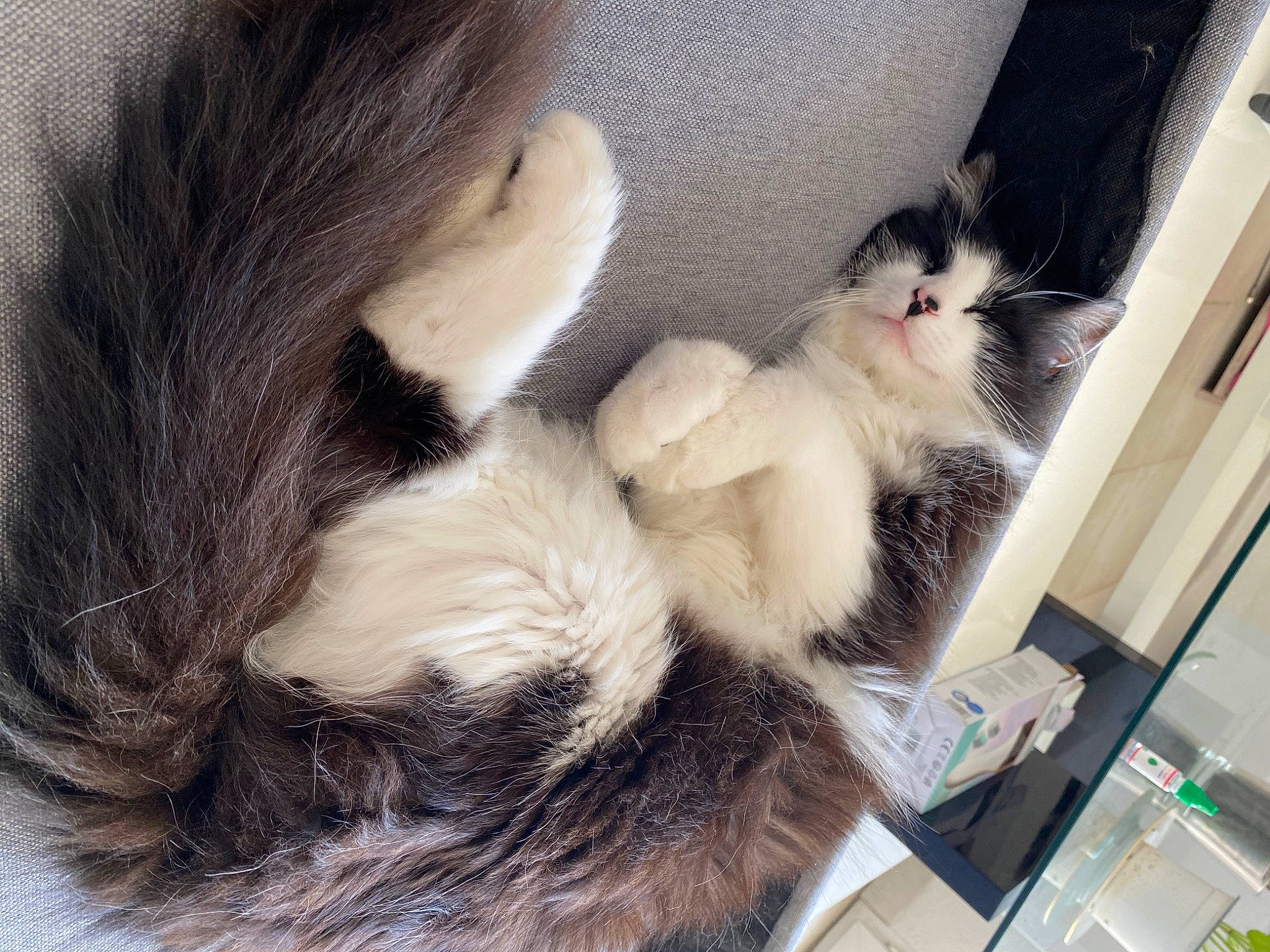 Ticca a rejoint le concours — aidez-le/la à gagner de superbes lots ! carnivore, cat, claw, comfort, companion_dog, dog_breed, domestic_short_haired_cat, felidae, fur, gesture, lap, nap, paw, small_to_medium_sized_cats, snout, tail, textile, whiskers, wool