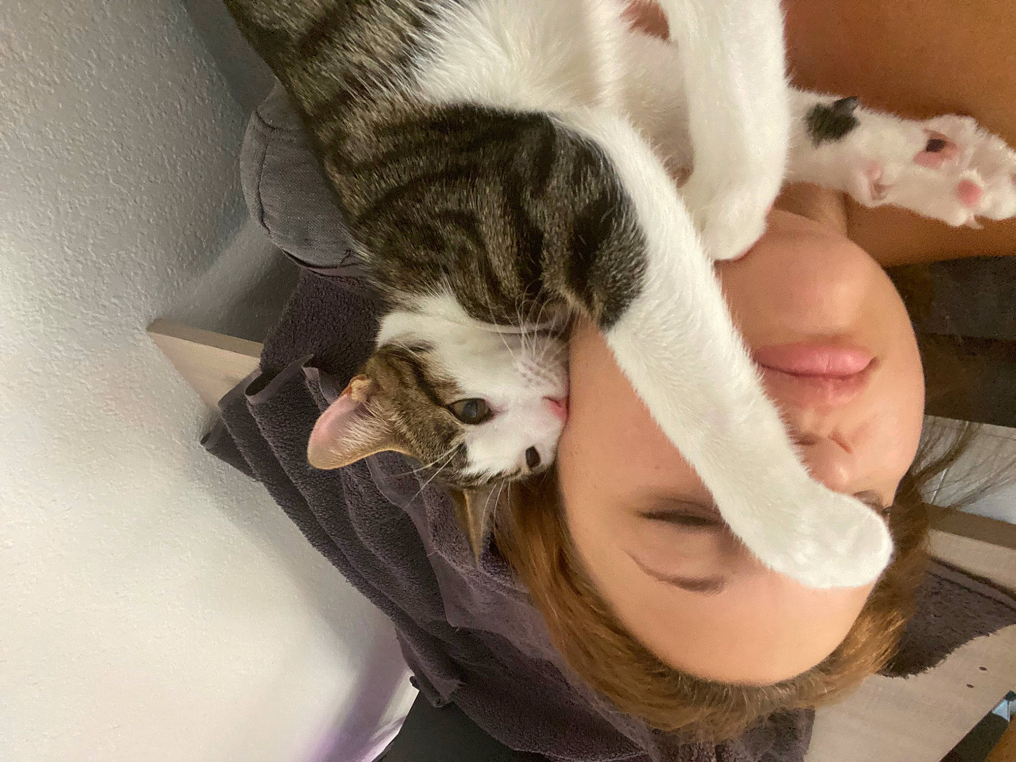 Kinder a rejoint le concours — aidez-le/la à gagner de superbes lots ! beard, carnivore, cat, claw, comfort, domestic_short_haired_cat, ear, eyelash, felidae, fur, gesture, jaw, leg, nap, paw, sleep, small_to_medium_sized_cats, snout, tail, whiskers