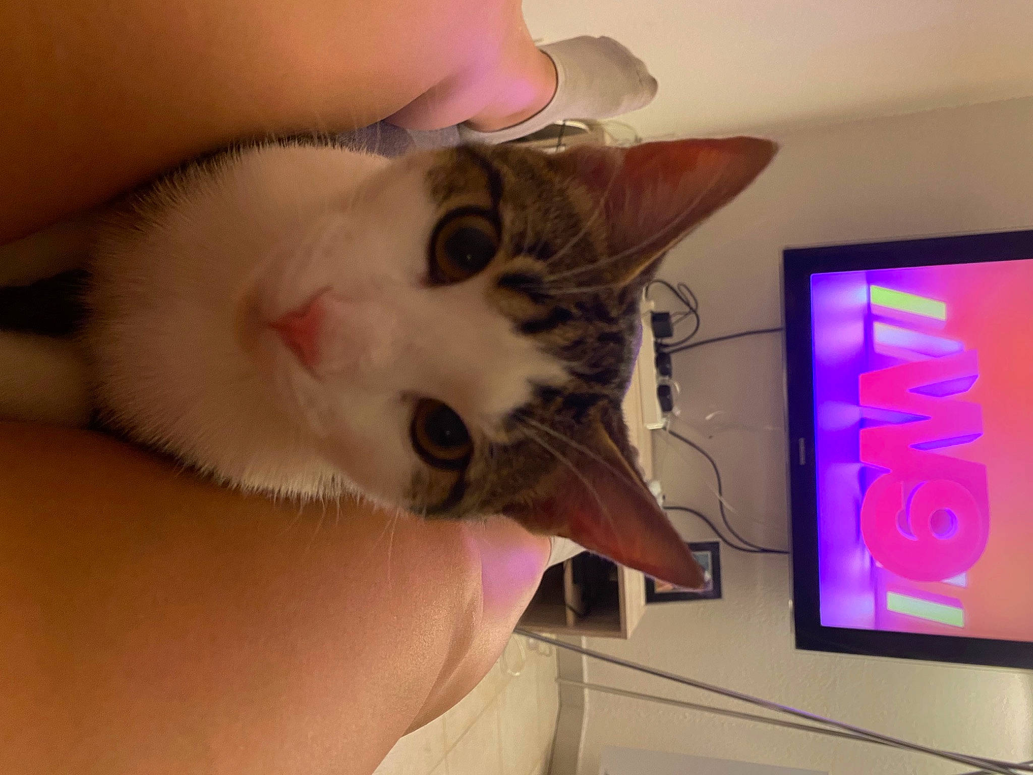 Kinder participe au concours pour gagner de l'argent avec cette photo : carnivore, cat, computer_monitor, computer_monitor_accessory, display_device, domestic_short_haired_cat, ear, felidae, flat_panel_display, fur, led_backlit_lcd_display, nail, output_device, paw, plant, small_to_medium_sized_cats, tail, television, television_set, whiskers