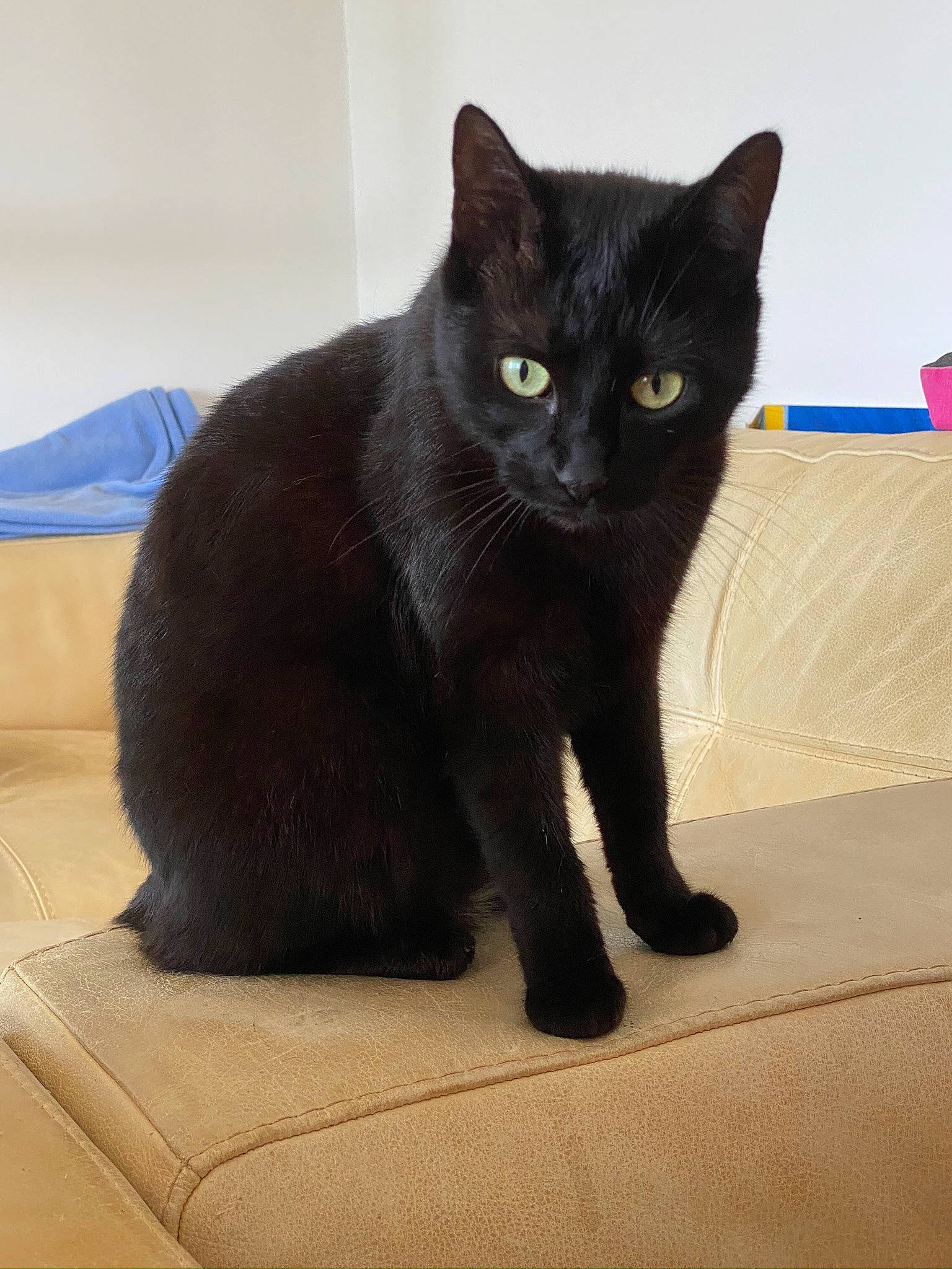 Ruby a rejoint le concours — aidez-le/la à gagner de superbes lots ! black_cat, bombay, carnivore, cat, claw, comfort, domestic_short_haired_cat, felidae, fur, havana_brown, paw, small_to_medium_sized_cats, snout, tail, terrestrial_animal, whiskers