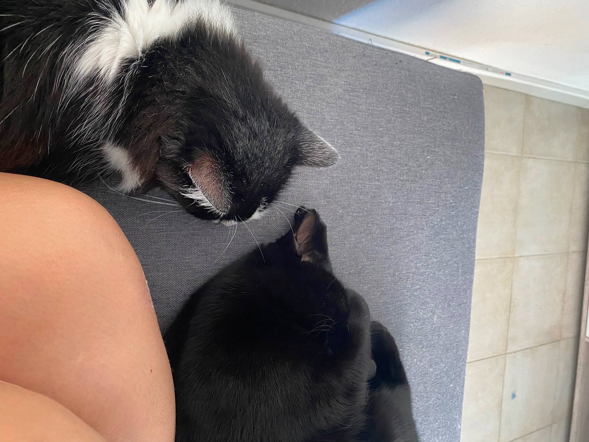 Ruby a rejoint le concours — aidez-le/la à gagner de superbes lots ! black_hair, carnivore, cat, comfort, companion_dog, dog_breed, ear, eye, fawn, felidae, grey, human_body, leg, mammal, small_to_medium_sized_cats, snout, tail, thigh, vertebrate, whiskers