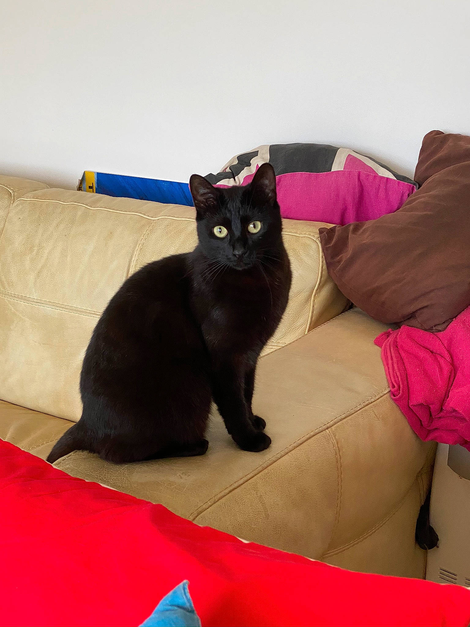 Ruby participe au concours pour gagner de l'argent avec cette photo : black_cat, bombay, carmine, carnivore, cat, comfort, couch, domestic_short_haired_cat, electric_blue, felidae, flooring, fur, magenta, room, sitting, small_to_medium_sized_cats, snout, studio_couch, tail, whiskers