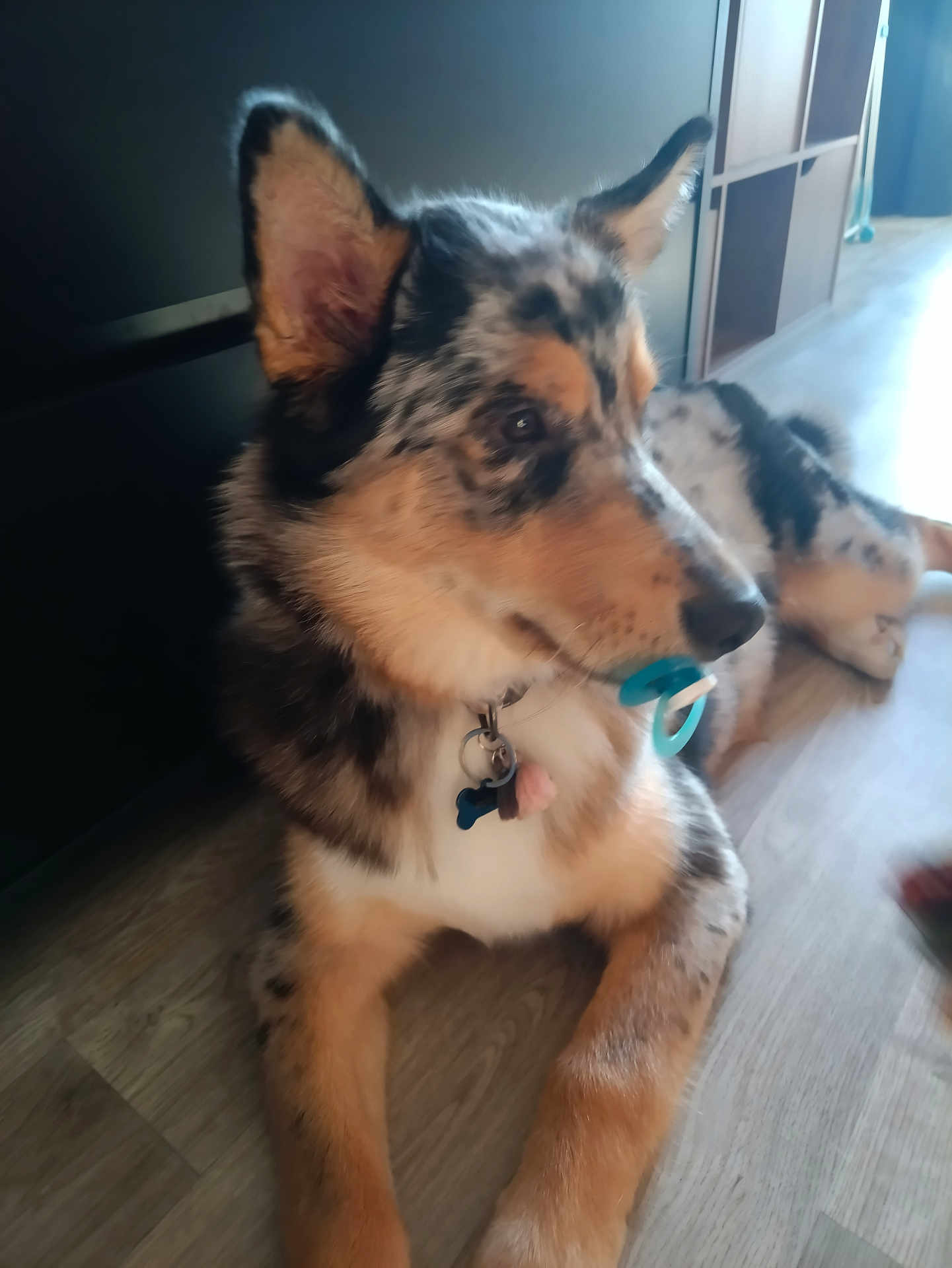 Atchoum a rejoint le concours — aidez-le/la à gagner de superbes lots ! dog, merle, pacifier, collar, dog_tag, ears, paw, lying_down, indoor, laminate_floor, pet, close_up, portrait, fur, nose, relaxed, toy, home_interior, brown_and_black, consumer_camera