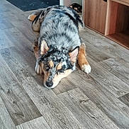 Atchoum participe au concours pour gagner de l'argent avec cette photo : dog, sleeping_dog, merle_coat, fur, ears, nose, paws, resting, laying_down, indoor, wooden_floor, home_interior, shoe_rack, shelf, door_mat, cozy, pet, portrait, calm, cute