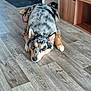 dog, sleeping_dog, merle_coat, fur, ears, nose, paws, resting, laying_down, indoor, wooden_floor, home_interior, shoe_rack, shelf, door_mat, cozy, pet, portrait, calm, cute