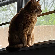Pumpkin joined the competition — help win amazing prizes! cat, ginger_cat, windowsill, window, screen, fence, outdoor_view, indoor, pet, animal, fur, whiskers, side_profile, sitting, natural_light, quiet, contemplative, domestic_cat, house, window_frame