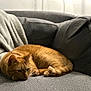 Pumpkin joined the competition — help win amazing prizes! cat, ginger_cat, resting, couch, gray_couch, blanket, indoor, pet, feline, fur, cozy, relaxed, sleepy, domestic_animal, soft_texture, home, comfort, animal, whiskers, ears