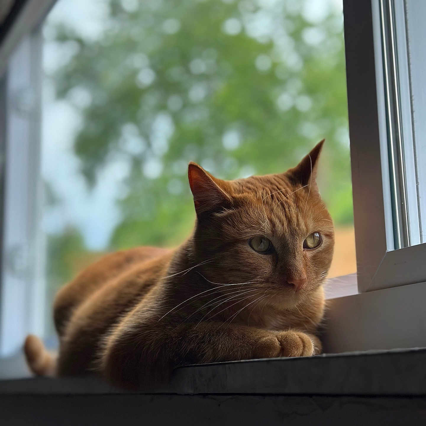 Pumpkin is registered to the contest to win money with this photo: animal, blurred_background, calm, cat, closeup, domestic_cat, ears, feline, ginger_cat, greenery, indoor, nature, pet, portrait, relaxed, resting, soft_light, whiskers, window, windowsill