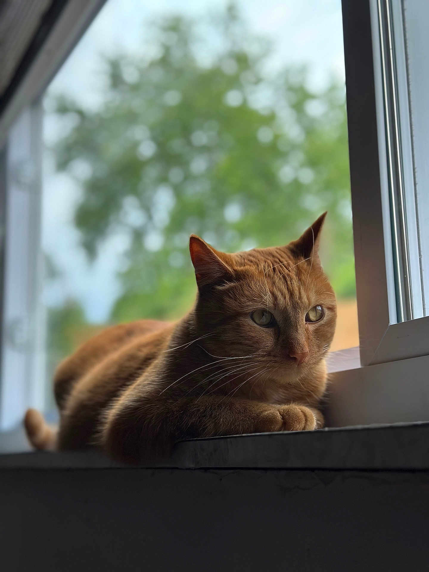 Pumpkin is registered to the contest to win money with this photo: cat, ginger_cat, windowsill, window, indoor, pet, animal, feline, relaxed, resting, whiskers, ears, portrait, soft_light, blurred_background, nature, greenery, calm, closeup, domestic_cat