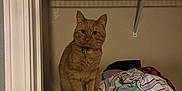 Pumpkin joined the competition — help win amazing prizes! cat, orange_tabby, clothes, drawer_unit, closet, shelf, hats, box, indoor, pet, feline, curious, stacked_clothes, home_interior, wall, storage, domestic_animal, fur, whiskers, collar