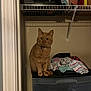 cat, orange_tabby, clothes, drawer_unit, closet, shelf, hats, box, indoor, pet, feline, curious, stacked_clothes, home_interior, wall, storage, domestic_animal, fur, whiskers, collar