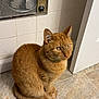 Pumpkin is registered to the contest to win money with this photo: cat, orange_tabby, pet, floor, tile_floor, door, vent, wall, indoor, feline, sitting, curious, fur, whiskers, ears, tail, animal, household, quiet, resting
