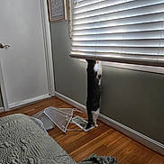 Bam Bam is registered to the contest to win money with this photo: cat, window_blinds, wooden_floor, laundry_hamper, bedspread, door, wall, curiosity, indoor, pet, furniture, home_interior, light, shadow, standing, animal, floor_vent, blanket, quiet, daylight